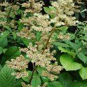 Rodgersia pinnata fleur